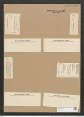 Nitzschia (vitrea var.) salinarum Grun. (de-Toni-Nr.: Genus 47, Species 2112) Zeichnungen Sammlung Grunow Nr. 4426 (NHMW-BOT-W0372197)